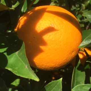 orange
