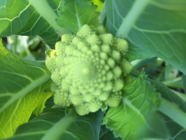 Romanesco