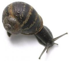 snail 